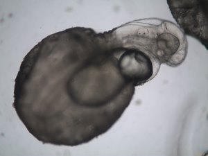 Genetic Improvement in Percid Aquaculture, by Xelect
