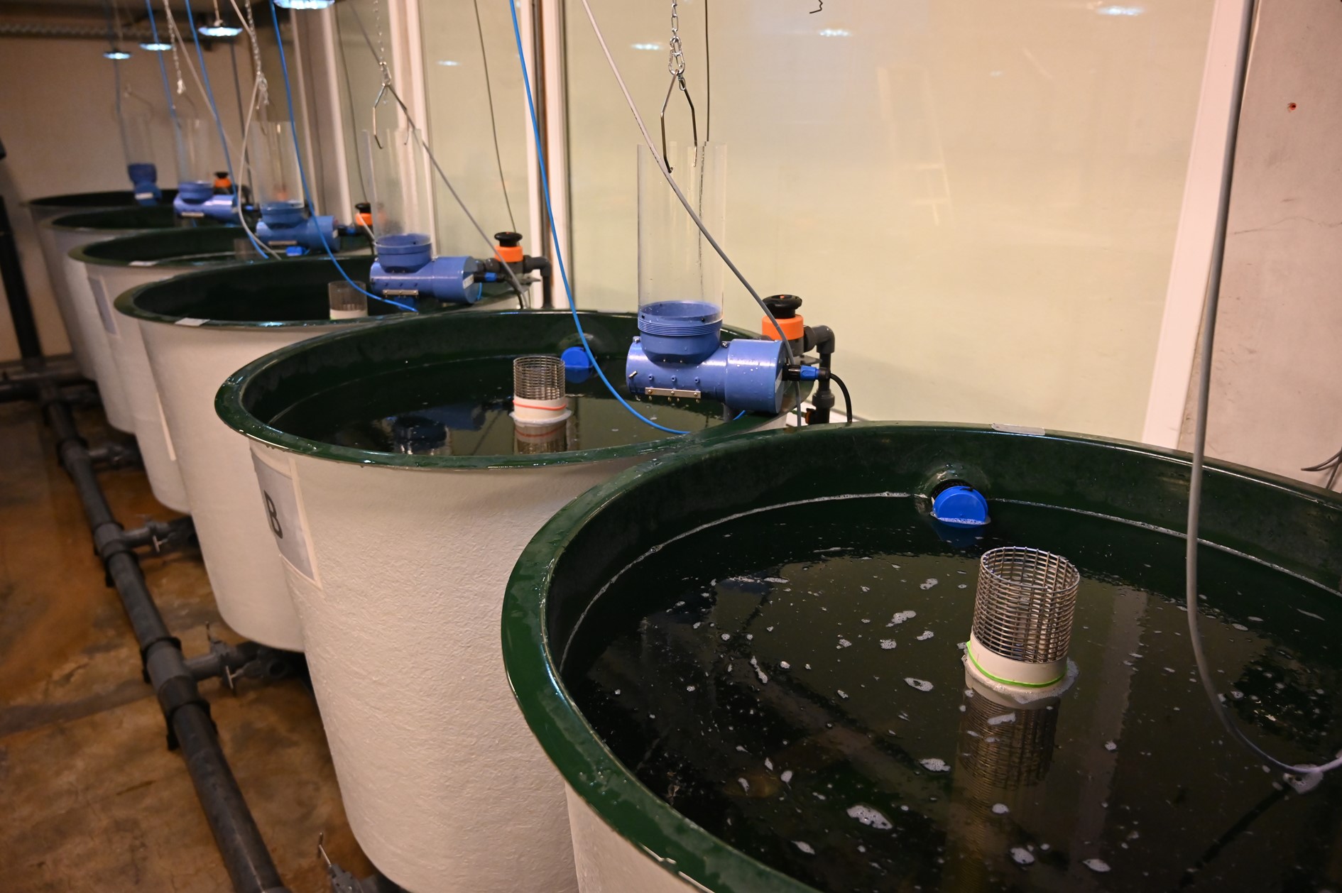 Feeding trail on commercial diets used in pikeperch grow-out