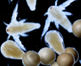 Do’s and don’ts when applying live feed in the hatchery
