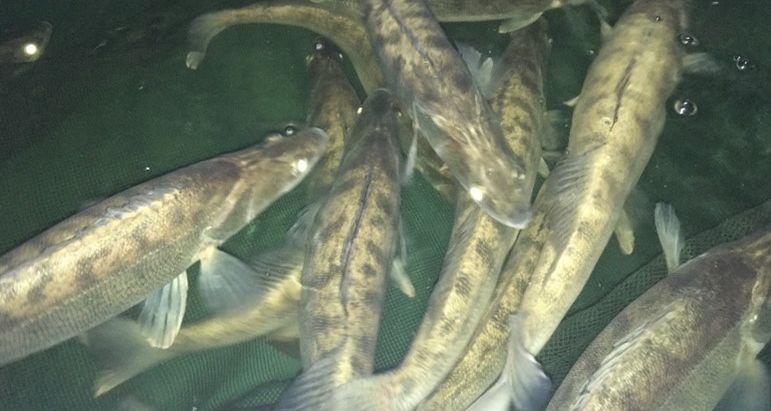 New approach in creating pikeperch broodstock