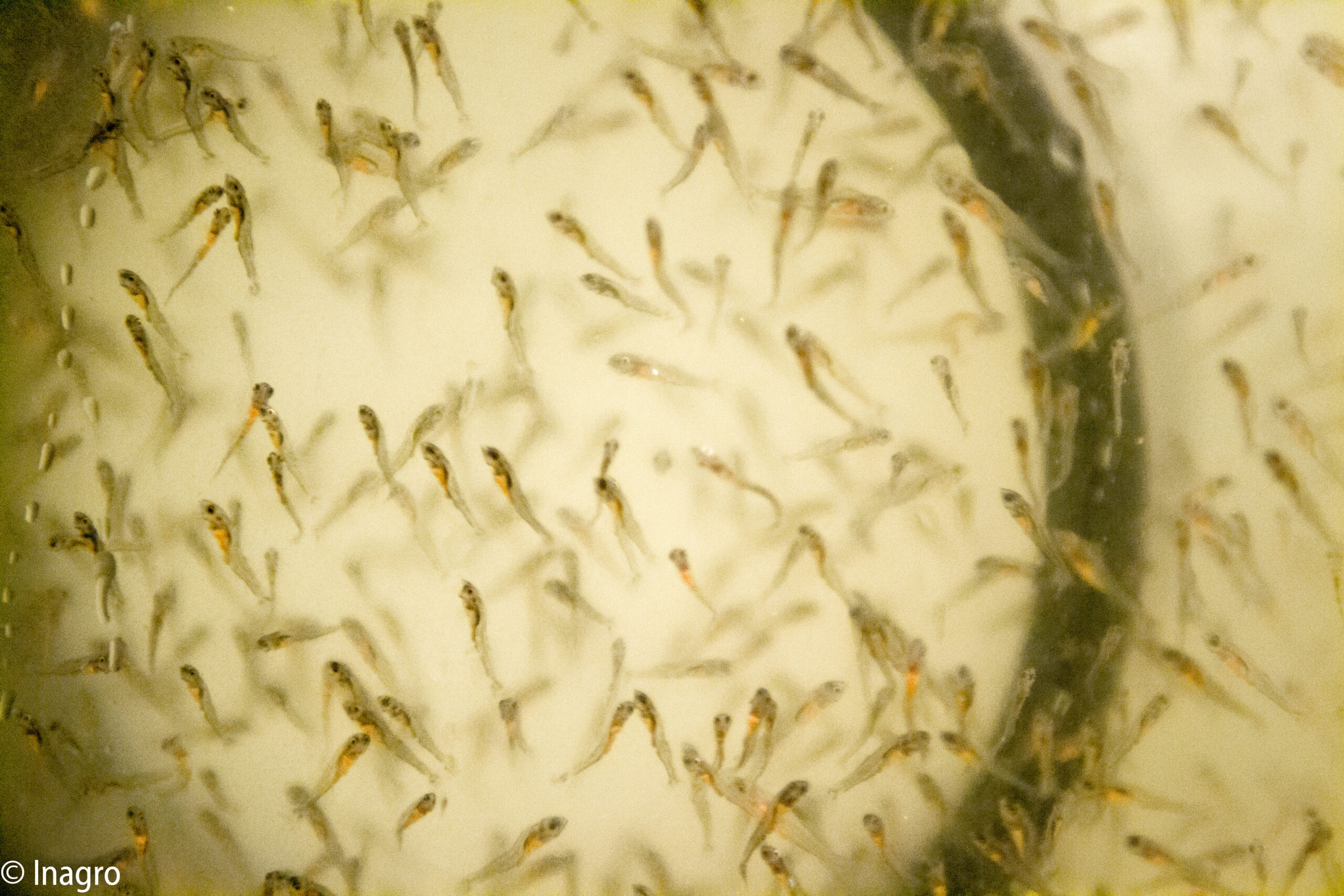 State of the art of the hatchery management at Inagro