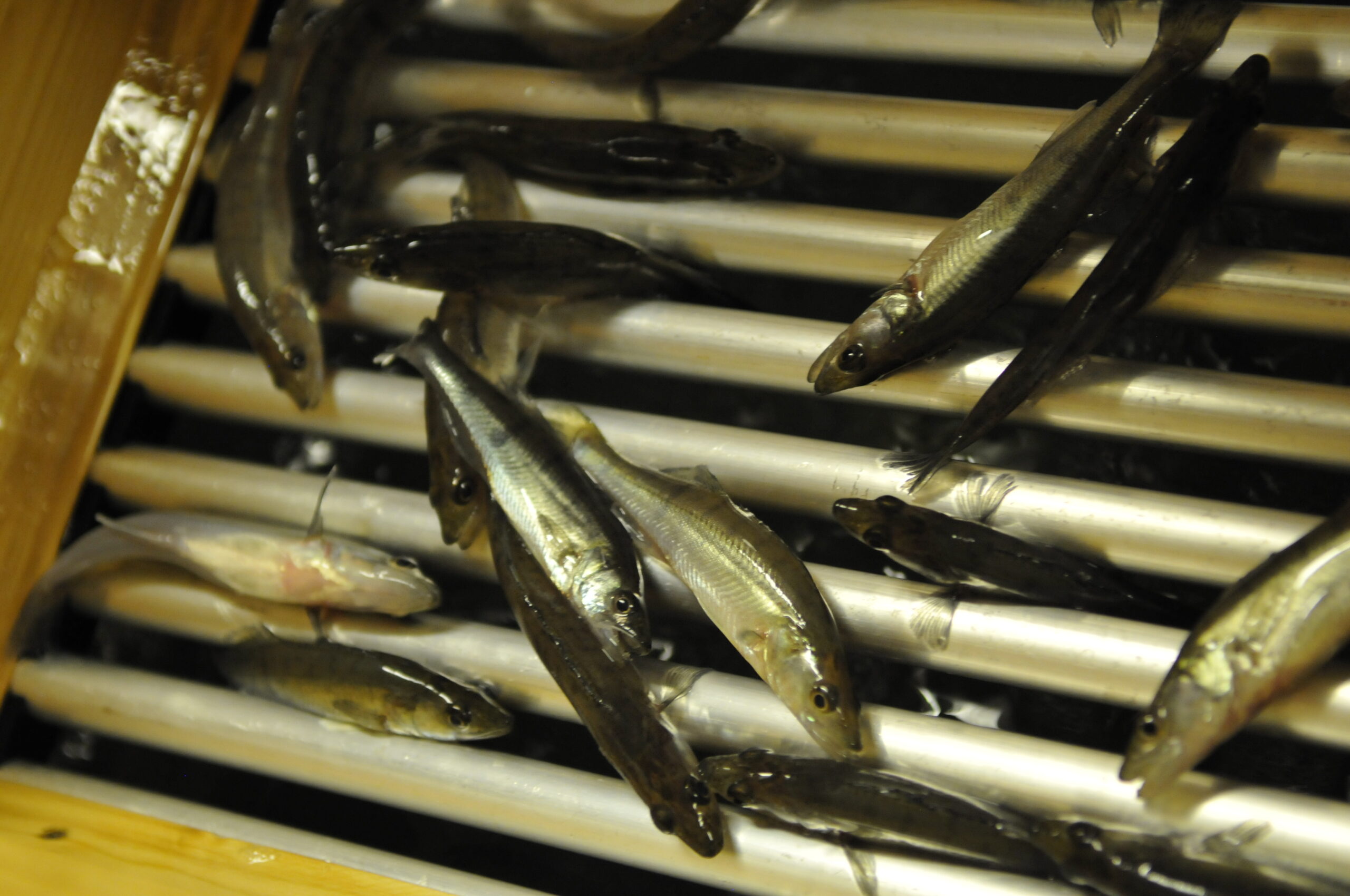 Effects of Grading Steps on Larval Pikeperch
