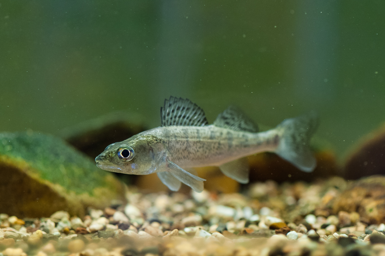 DIVERSIFY pikeperch workshop