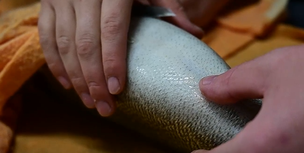 Inagro’s pikeperch out of season artificial reproduction 2020
