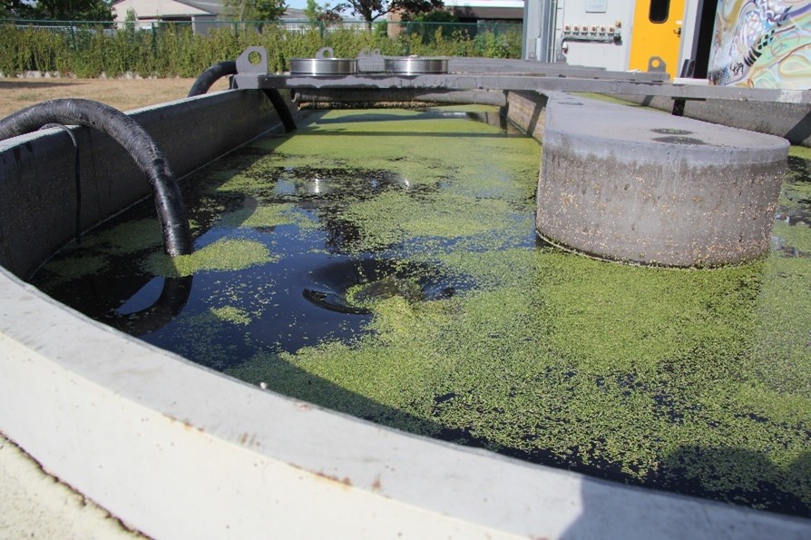 Aquaculture and duckweed – hand in hand