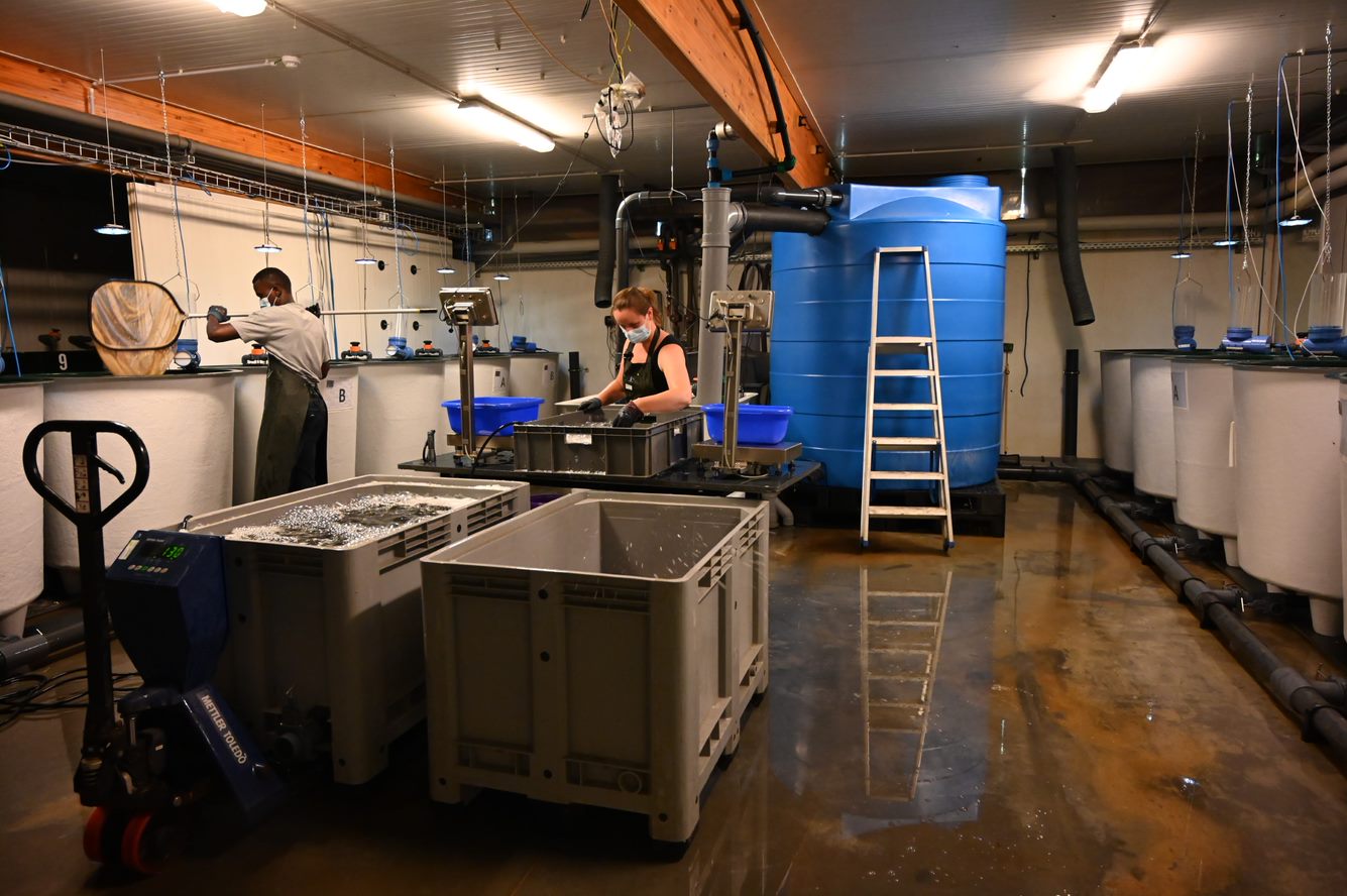 New aquaculture infrastructure on Inagro